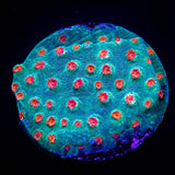 Meteor Shower Cyphastrea