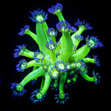 LRO Metallic Verde Goni SO BRIGHT