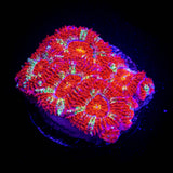 Peppermint Micromussa