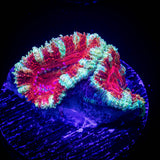 Blast Off Acan