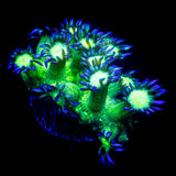 LRO Blue Tip Goni
