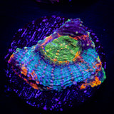 LRO Chameleon Echinata HOT HOT