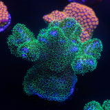 Pocillopora