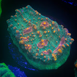 LRO Fukushima Chalice
