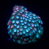 JF Fender Bender Cyphastrea