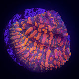 CC Cloudberry Chalice