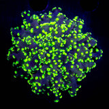 Glowbug Octospawn