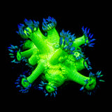 LRO Metallic Verde Goni