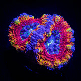 Rainbow Bright Acan