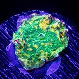 Psychedelic Mushroom