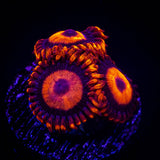 Orange Oxide Zoas