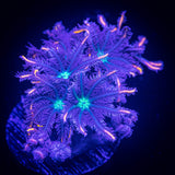 Rainbow Clove Polyps