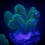 Pocillopora