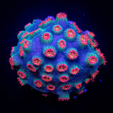 Meteor Shower Cyphastrea