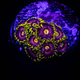 Mad Hatter Zoas