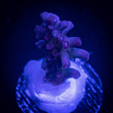 LRO Rainbow Cake