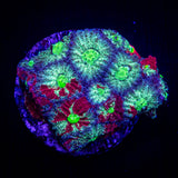 Grafted War Coral