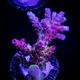 WWC Jello Shot Acro