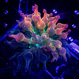 ECC Nexus Burst Anemone