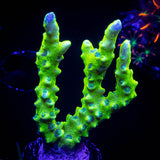 Green Goblin Anacropora