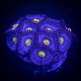 WWC AOI Zoas