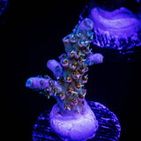 LRO Bahama Mama Acro