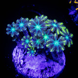 Yellow Tip Clove Polyps