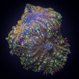 Crimson Tide Rhodactis