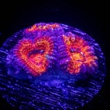 Magma Acan