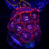 Stardust Zoas