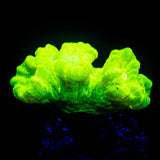 Kryptonite Trumpets