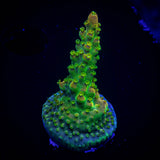LRO Komodo Island Acro