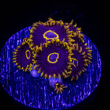 Blue Macaw Zoas
