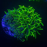 Neon Green Star Polyps