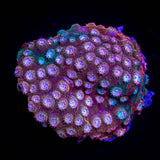 JF Fender Bender Cyphastrea