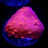Flaming Setosa