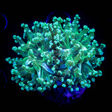 Teal Frogspawn