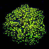 Glowbug Octospawn SO BRIGHT