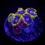Smurfette Zoas