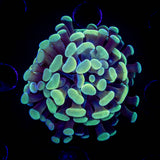 Mirage Hammer