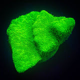 ORA Kelly Green Psammacora