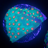 Meteor Shower Cyphastrea
