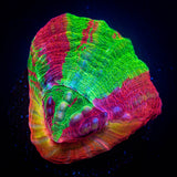 Aquacultured Bleeding Apple Scoly