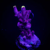 JF Fox Flame Acro