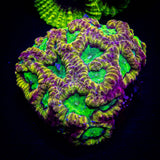 Sidewinder Favia