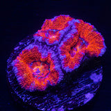 Magma Acan