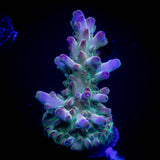 LRO Grape Ape Acro