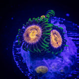 Lazer Lemon Zoas