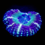LRO Fruit Tart Asian Acan