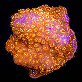 Orange Pavona